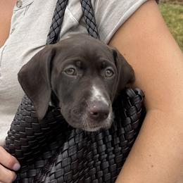 German Shorthaired Pointer Puppies from Tipsy Rabbit GSP TopDog Kennel