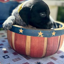 German Shorthaired Pointer Puppies from MaggieMae Andersen