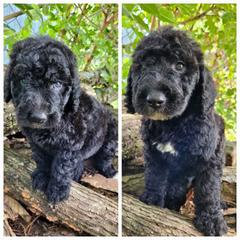 Labradoodles from Red Dirt Doodles