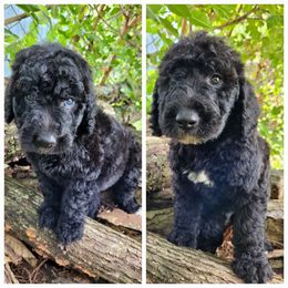 Labradoodles from Red Dirt Doodles