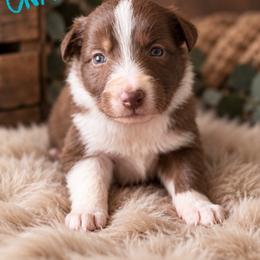 Slinky - Red male Border Collie puppy in Sanger, California from Flying M Cactus Ranch Buddies