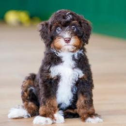 Stanley (chocolate tricolor socialization grad ) - Chocolate merle male Bernedoodle puppy in Dundee, Ohio from Down Home Doodle