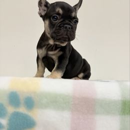 Bear - Black and tan male French Bulldog puppy in Phoenix, Arizona from JK French Bulldog Kennel