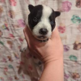 Sprout - Blue speckled male Australian Cattle Dog puppy in Tulsa, Arkansas from Red Desert Australian Cattle Dogs