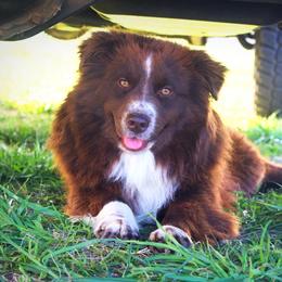 Moose - Miniature Australian Shepherd
