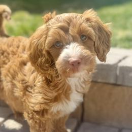 Goldendoodle Puppies from DayDream Doodles