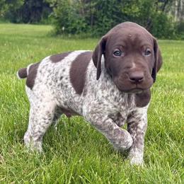 Boy 2 - Liver and white male German Shorthaired Pointer puppy in Equinunk, Pennsylvania from AHHA Kennels