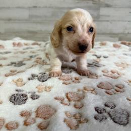 Remy - Piebald male Dachshund puppy in Merced, California from JBDKennel
