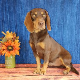 Hershey - Beagle