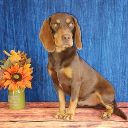 Hershey - Beagle