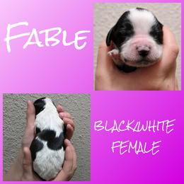 Fable - Black and white female English Springer Spaniel puppy in Florida from Thunderbird Springers