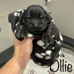 Boy 4 - Black Newfoundland puppy in Tully, New York from Bear Paw Newfoundlands