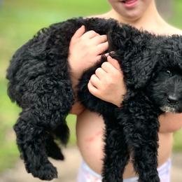 Mr Hamley - Black male Assorted Doodle Crosses puppy in Kansas City, Missouri from Beary GoldenDoodles