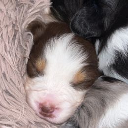 Australian Shepherd Puppies from Southern Sky Aussies