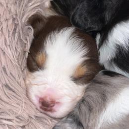 Australian Shepherd Puppies from Southern Sky Aussies