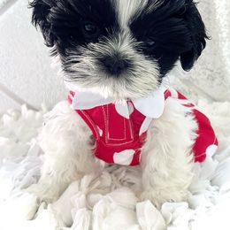 Shih Tzu Puppies from Arizona Sunrise Shih Tzus
