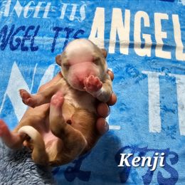 Kenji - Gray and white male Tibetan Terrier puppy in Dorena, Oregon from Angel Tibetans Of Oregon