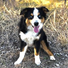 Miniature Australian Shepherds from Puppies with Attitude