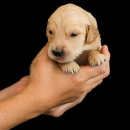 Elijah ( Blue collar) - Dark golden male Golden Retriever puppy in Oregon from A Goldens First Love