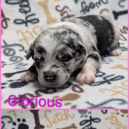 Glorious - Blue merle female Australian Shepherd puppy in Squaw Valley, California from A&M Australian Shepherds