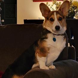 American Corgis and Pembroke Welsh Corgis from Cordova Corgis