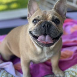 Honey - French Bulldog