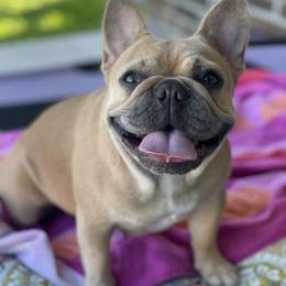 Honey - French Bulldog