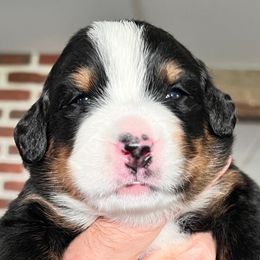 Girl 2 - Bernese Mountain Dog puppy from Birdsong Bernese Mountain Dogs
