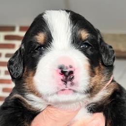 Girl 2 - Bernese Mountain Dog puppy from Birdsong Bernese Mountain Dogs