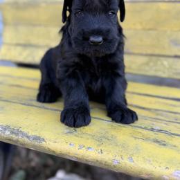 Boy 2 - Black male Giant Schnauzer puppy in Bois D’arc, Missouri from Down Low Kennels