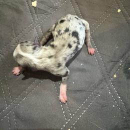 Rex - Blue merle male Miniature Australian Shepherd puppy in Stuart, Iowa from Arbor Hill Aussies