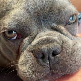 French Bulldogs from Robin's French Bulldogs