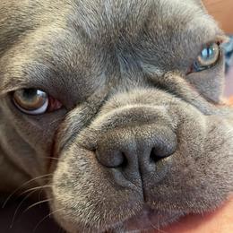 French Bulldogs from Robin's French Bulldogs