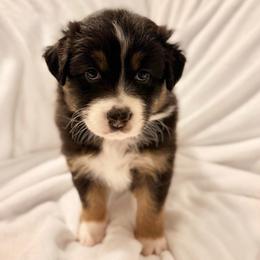 Olive - Black tri-color female Australian Shepherd puppy in Morehead City, North Carolina from Crab Point Australian Shepherds