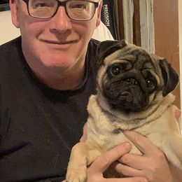 Pug All Grown Up from Ivyside Pugs