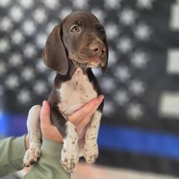 Unity - Liver and white female German Shorthaired Pointer puppy in Banning, California from ⭐🦆 So Cal on Point GSP'S🇺🇲🇩🇪 lg