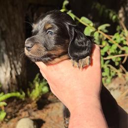 Chunk - Black and tan male Dachshund puppy in Santa Rosa, California from Signature Mini Dachshunds