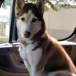 Siberian Huskies from Sasha's Legacies