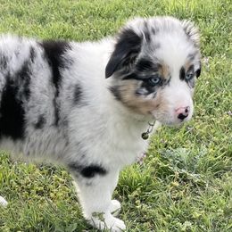Girl 5 - Blue merle Australian Shepherd puppy in Blum, Texas from 4P Poteet Farms