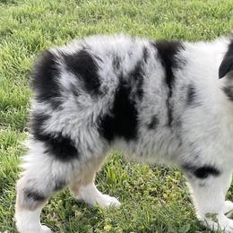 Girl 5 - Blue merle Australian Shepherd puppy in Blum, Texas from 4P Poteet Farms