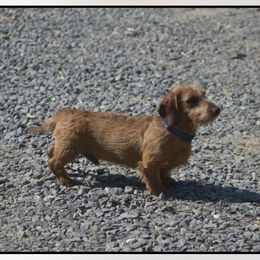Lego - Dachshund