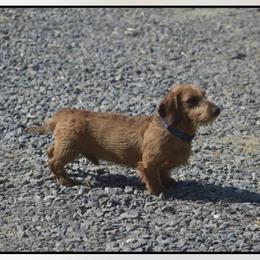Lego - Dachshund