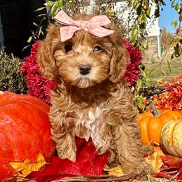 Meredith ( Pink) - Red female Cavapoo puppy in West Haven, Utah from Harper Haven Cavapoos & Doodles