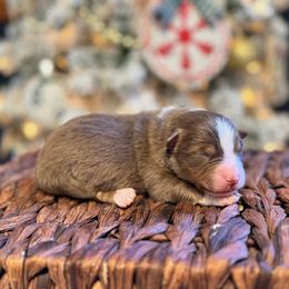 Boy 2 - male Miniature American Shepherd puppy in from 3 Barrels Farms, LLC