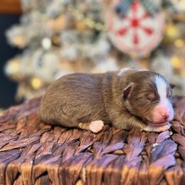 Boy 2 - male Miniature American Shepherd puppy in from 3 Barrels Farms, LLC