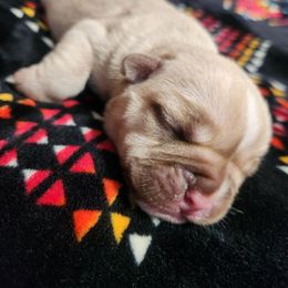 Girl 3 - Fawn and white female Bulldog puppy in Washington from Sun City Campeiro Bulldogs