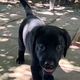 Miss Purple - Black female Labrador Retriever puppy in Effingham, South Carolina from Stagecoach Retrievers