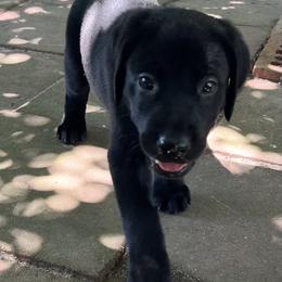 Miss Purple - Black female Labrador Retriever puppy in Effingham, South Carolina from Stagecoach Retrievers