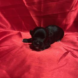 Boy 2 - Black and white male Havanese puppy in Running Springs, California from Shadycove K9