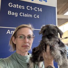 Border Collie and Miniature Schnauzer Puppies from Circle R Sidney
